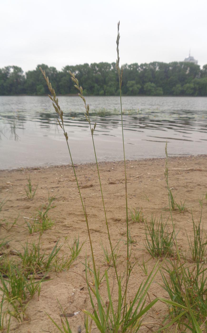 Изображение особи Festuca pratensis.