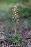 Orchis × calliantha. Цветущее растение. Крым, Севастополь, р-н мыса Фиолент, пушистодубовое редколесье. 09.05.2020.