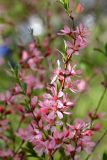 Amygdalus nana