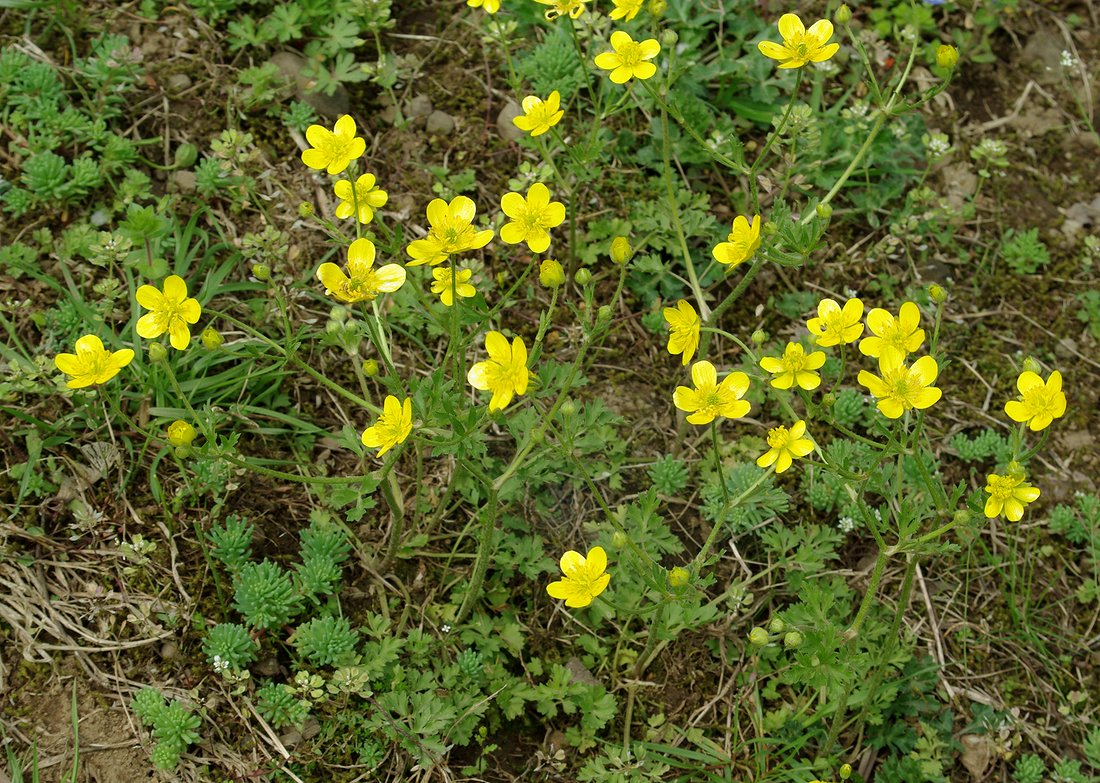 Image of genus Ranunculus specimen.