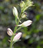 Delphinium ajacis