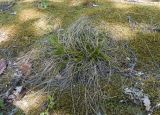 genus Carex. Цветущее растение. Краснодарский край, Крымский р-н, окр. станицы Гладковская, грязевой вулкан Гладковские сопки, дубовый лес, каменистая поляна, поросшая мхом. 25.04.2020.