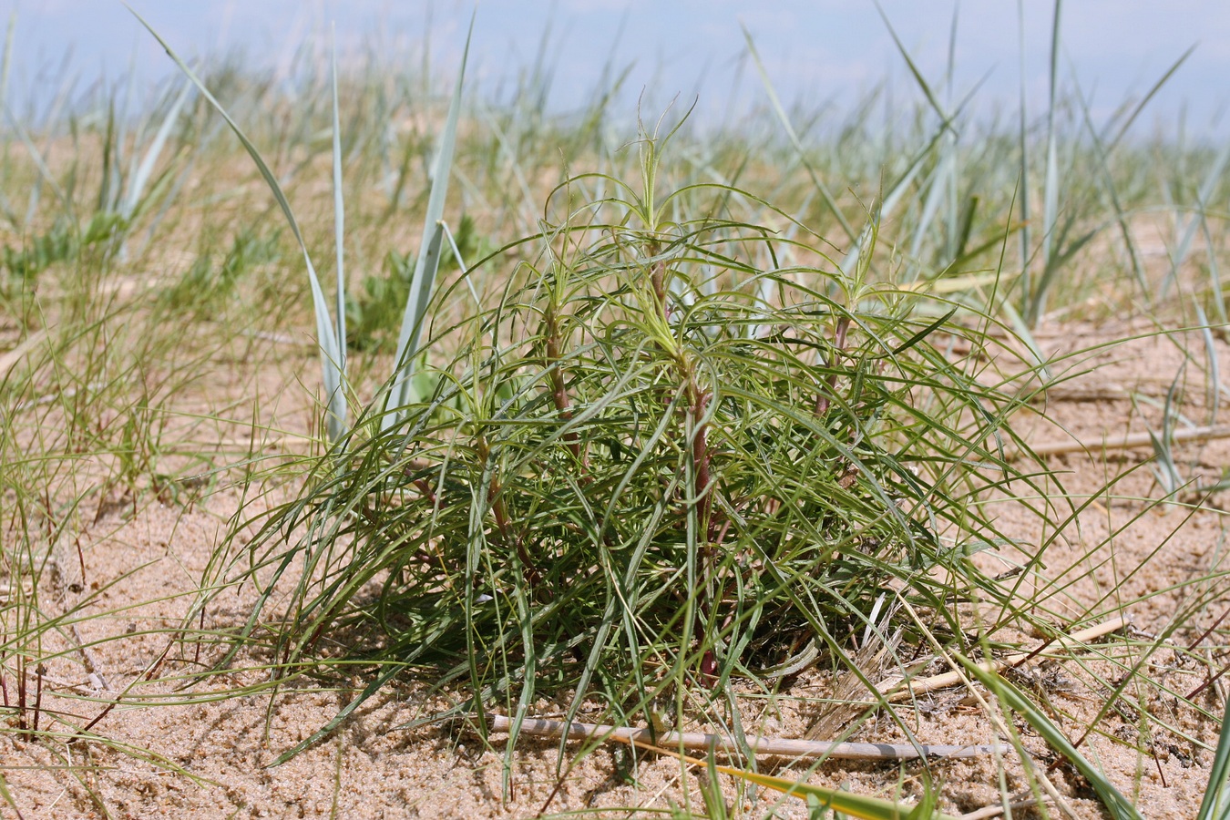 Изображение особи Hieracium umbellatum var. dunale.