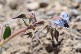 Trichodesma incanum. Соцветие с бутонами и распустившимся цветком. Таджикистан, Согдийская обл., Исфара, глинисто-щебнистый адыр. 4 мая 2019 г.