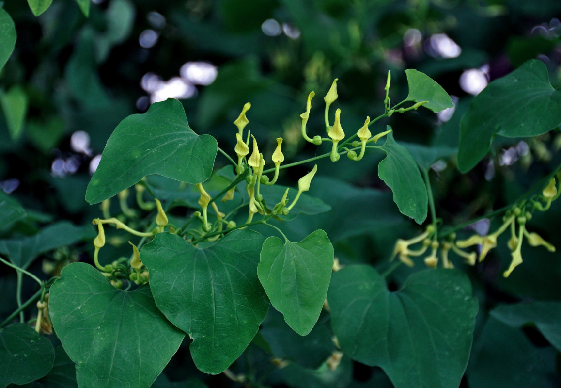 Изображение особи Aristolochia clematitis.