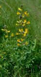 Thermopsis alterniflora