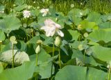 Nelumbo caspica. Верхушки расцветающих, цветущих и плодоносящих растений. Краснодарский край, Прикубанский внутригородской округ г. Краснодара, окр. пос. Белозёрный, озеро Лотос. 05.08.2020.