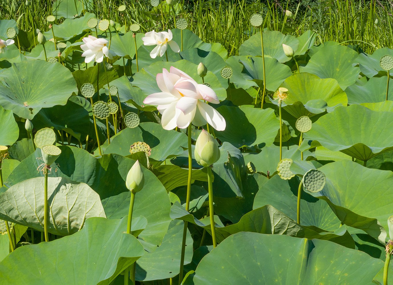 Изображение особи Nelumbo caspica.