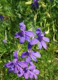 Delphinium consolida