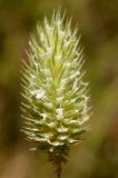 Phleum nodosum