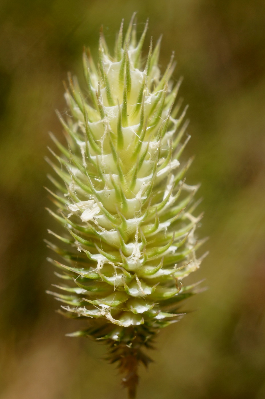 Изображение особи Phleum nodosum.