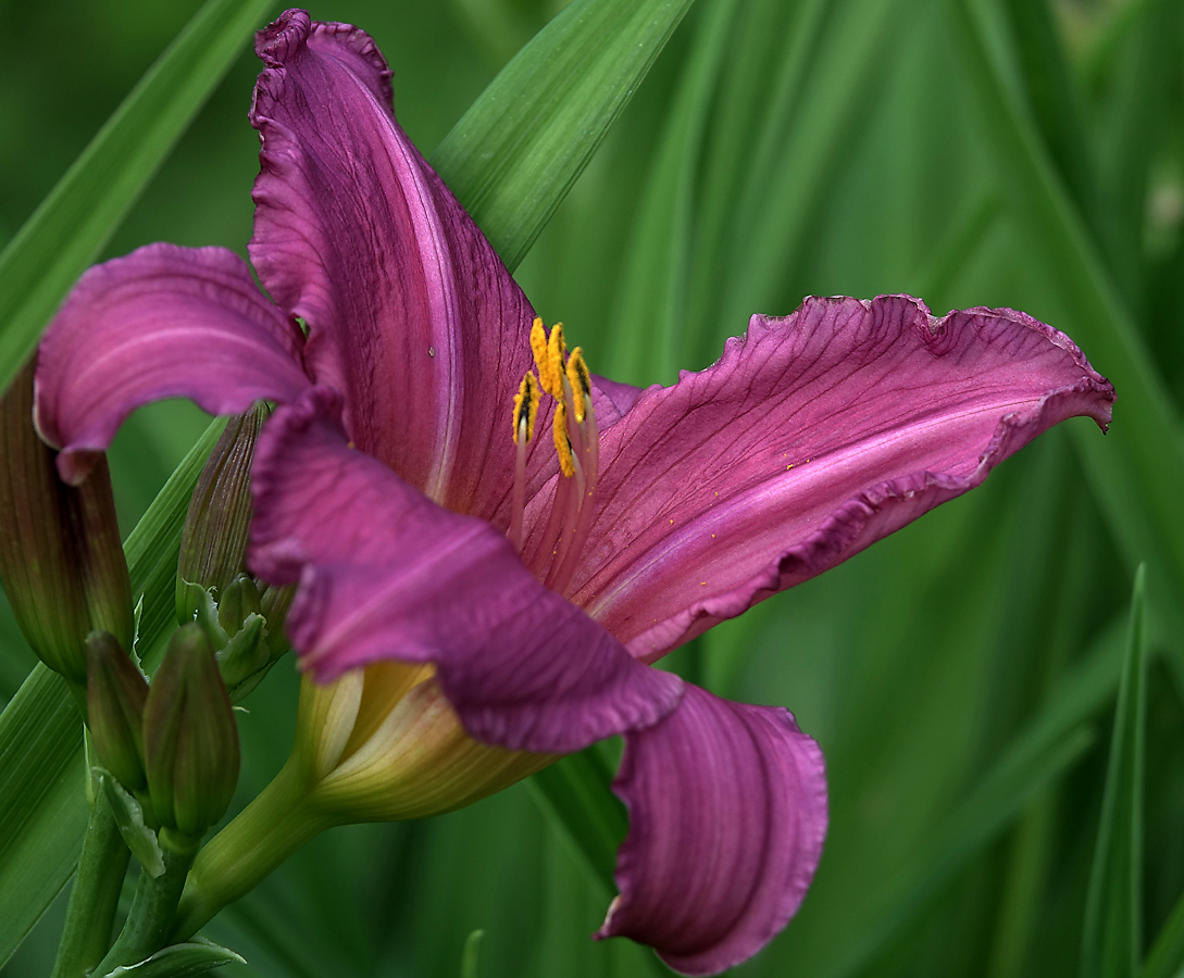 Image of Hemerocallis &times; hybrida specimen.