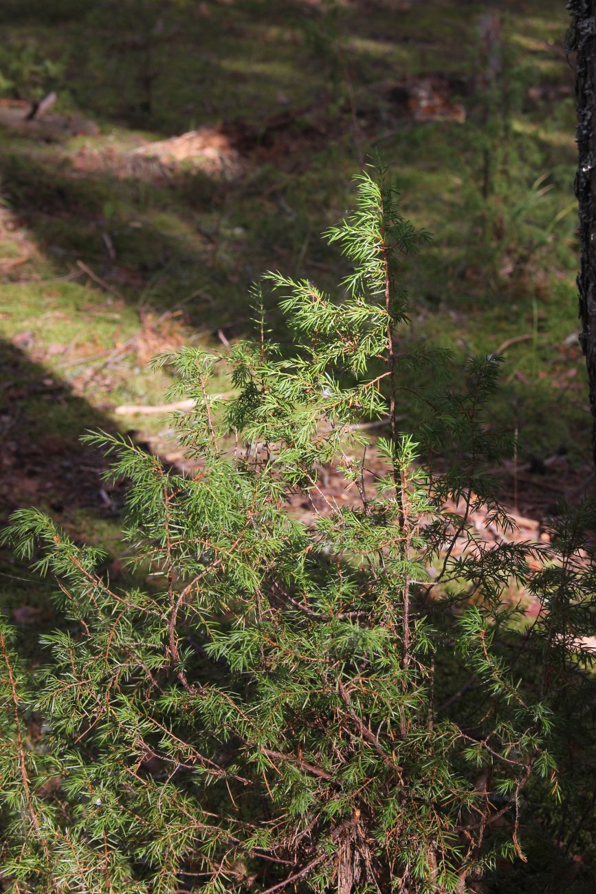 Изображение особи Juniperus communis.