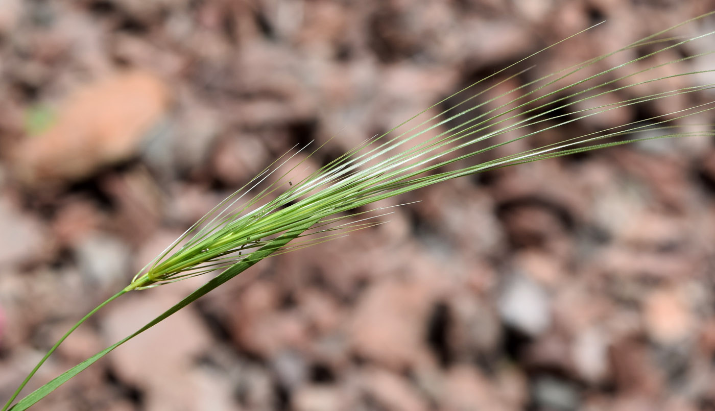 Изображение особи Taeniatherum crinitum.