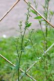 Chenopodium strictum. Побег с соплодиями. Санкт-Петербург, Выборгский р-н, окр. пересечения Большого Сампсониевского просп. и Ланского ш., у подножья каменных плит насыпи ж.-д. полотна. 04.09.2020.