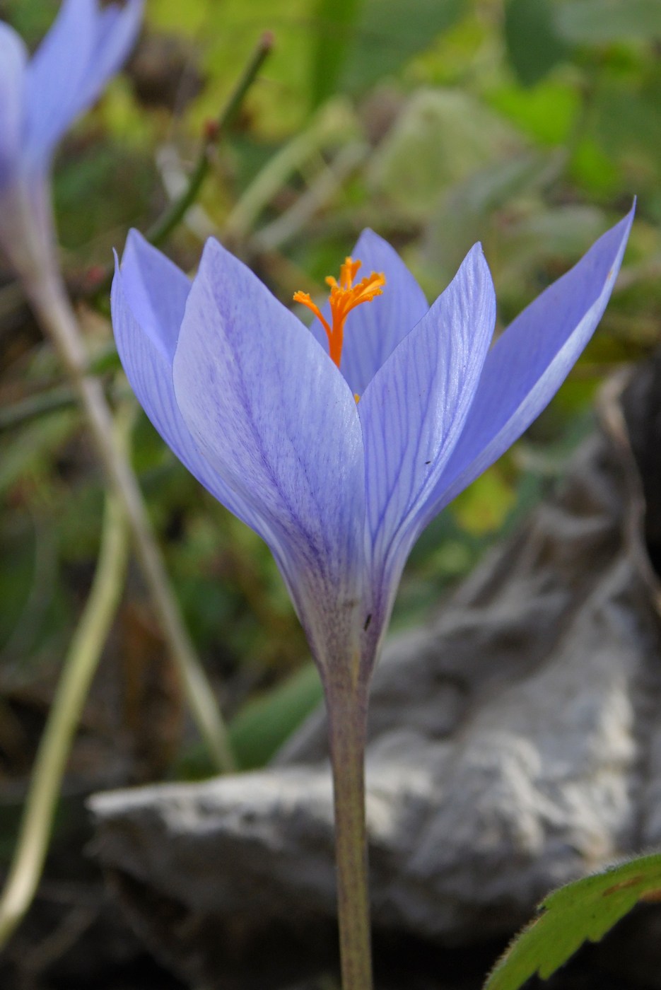 Изображение особи Crocus speciosus.