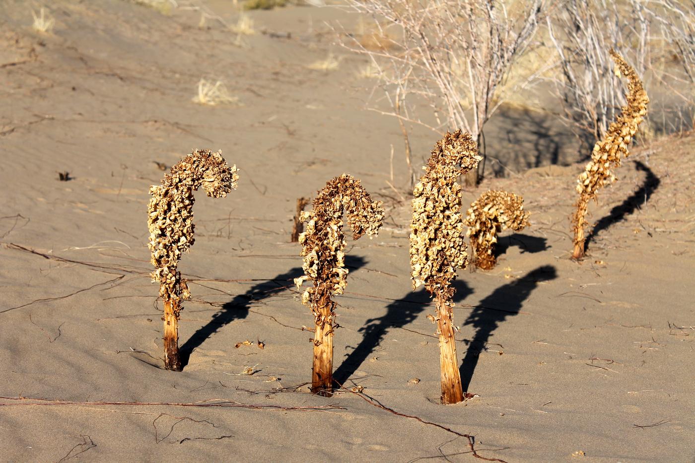 Image of Cistanche flava specimen.