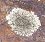 genus Xanthoparmelia. Таллом. Перу, регион Куско, археологический комплекс \"Писак\", скальный выход. 12.10.2019.