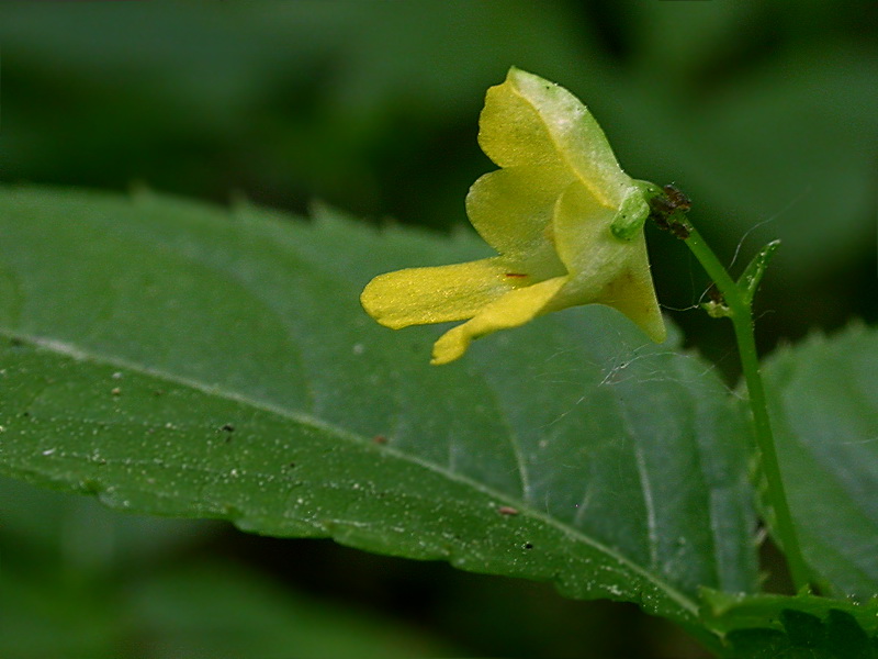 Image of Impatiens parviflora specimen.