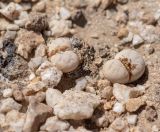Lithops ruschiorum