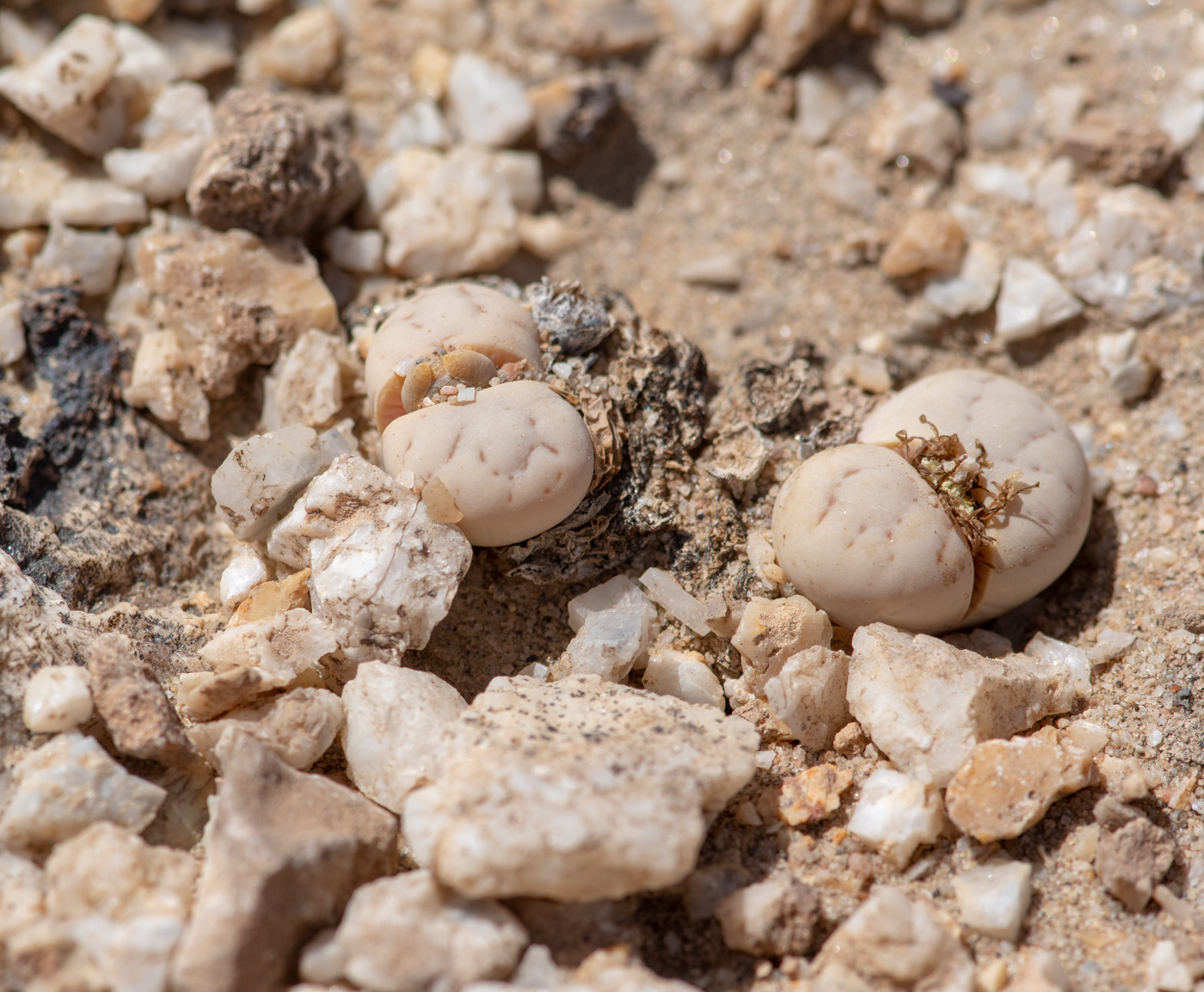 Изображение особи Lithops ruschiorum.