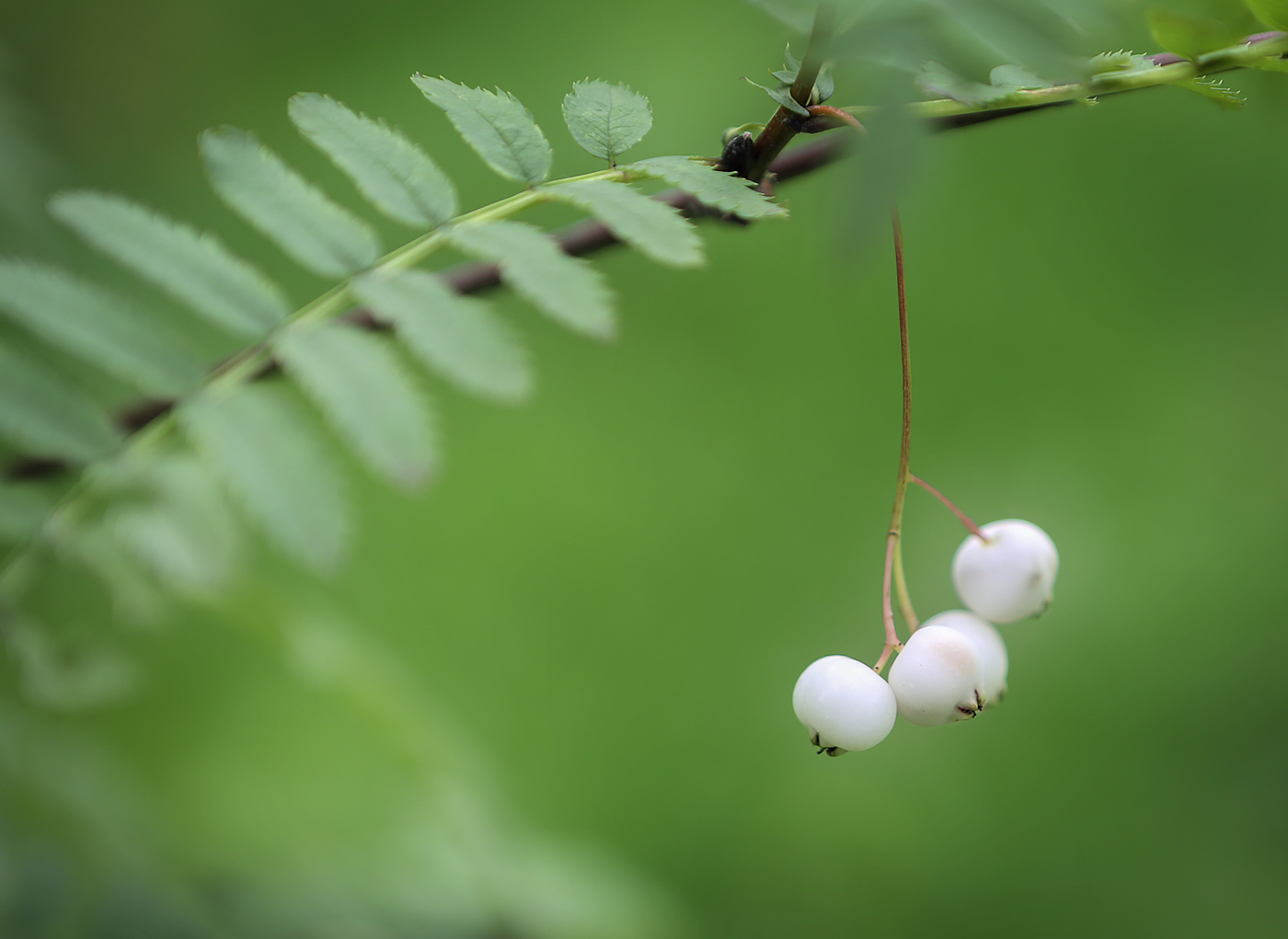 Изображение особи Sorbus eburnea.