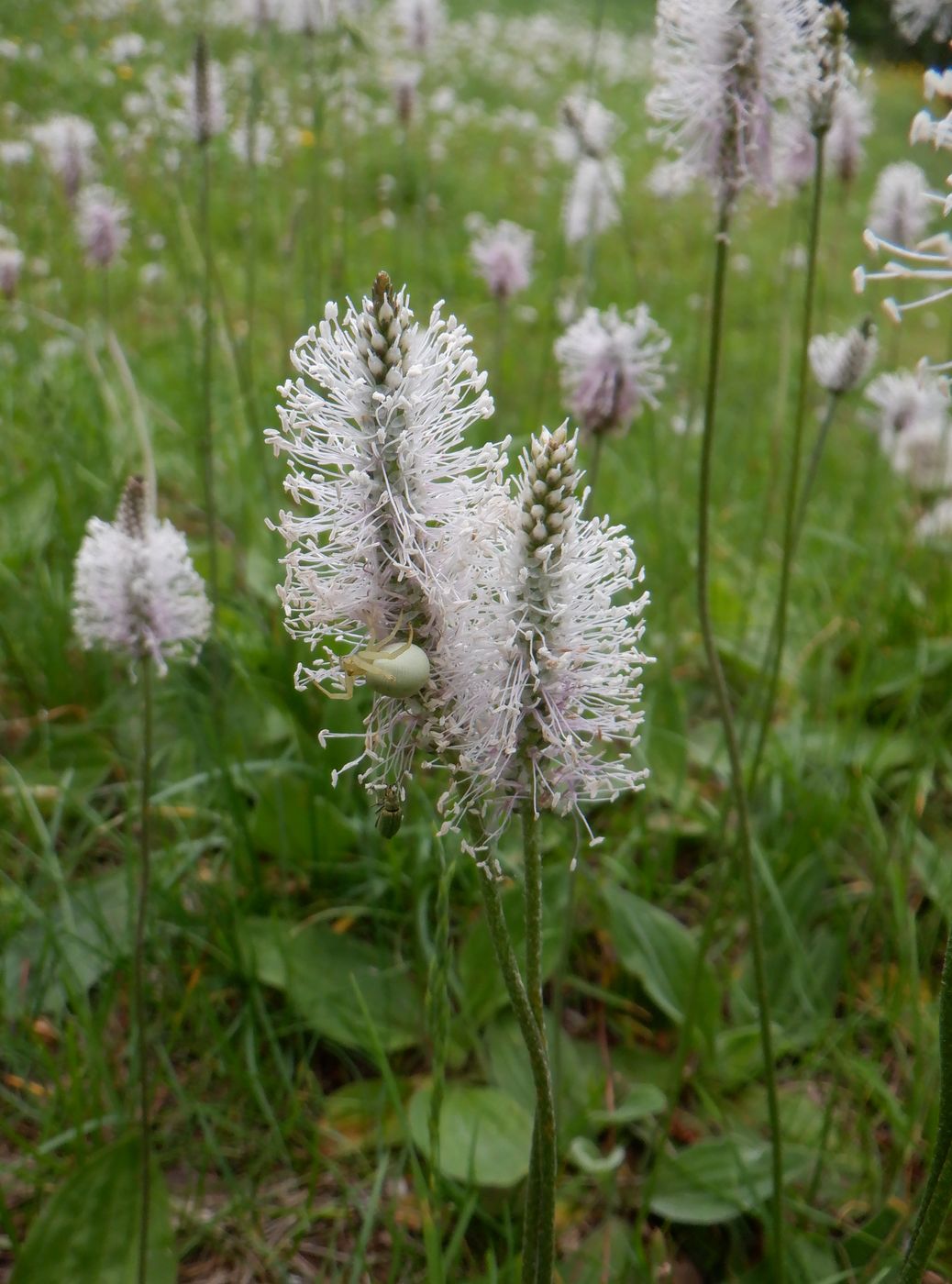 Изображение особи Plantago media.