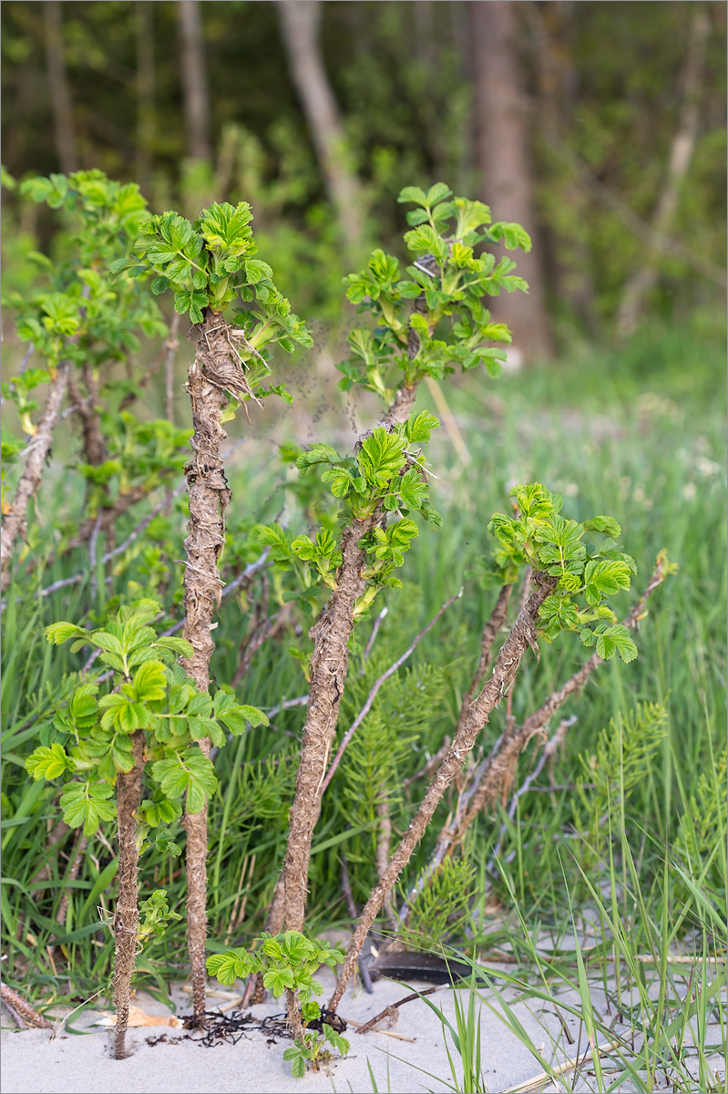 Image of Rosa rugosa specimen.