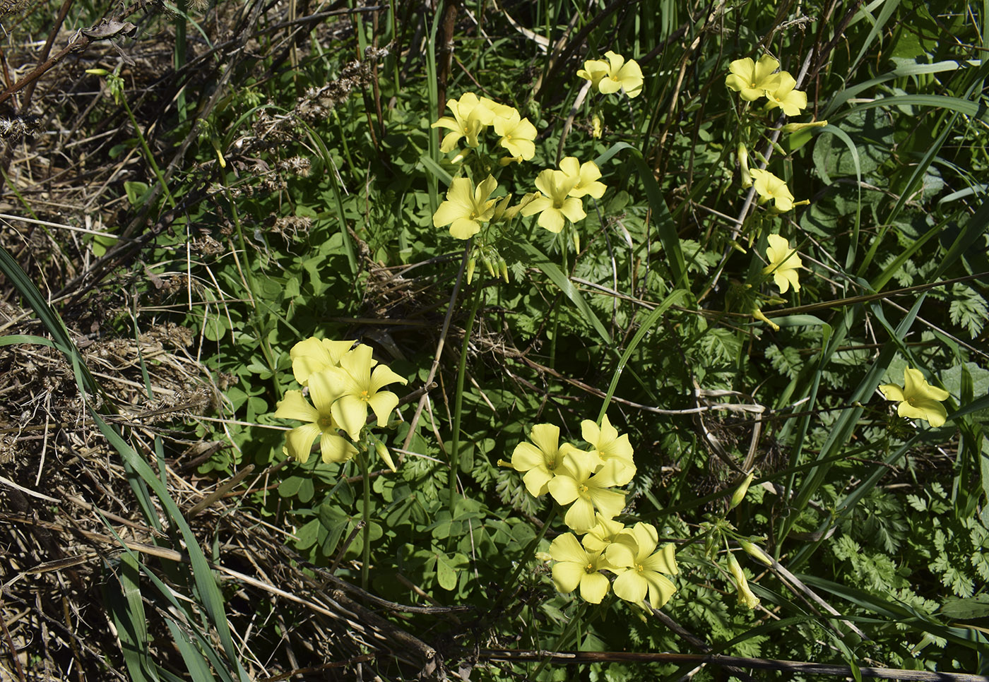 Image of Oxalis pes-caprae specimen.