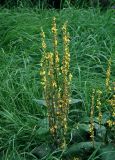 Verbascum nigrum