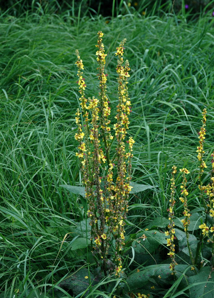 Изображение особи Verbascum nigrum.