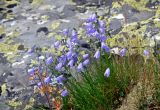 Campanula rotundifolia. Цветущие растения. Челябинская обл., Катав-Ивановский р-н, хребет Зигальга, ≈ 1300 м н.у.м., каменистый склон. 20.07.2020.