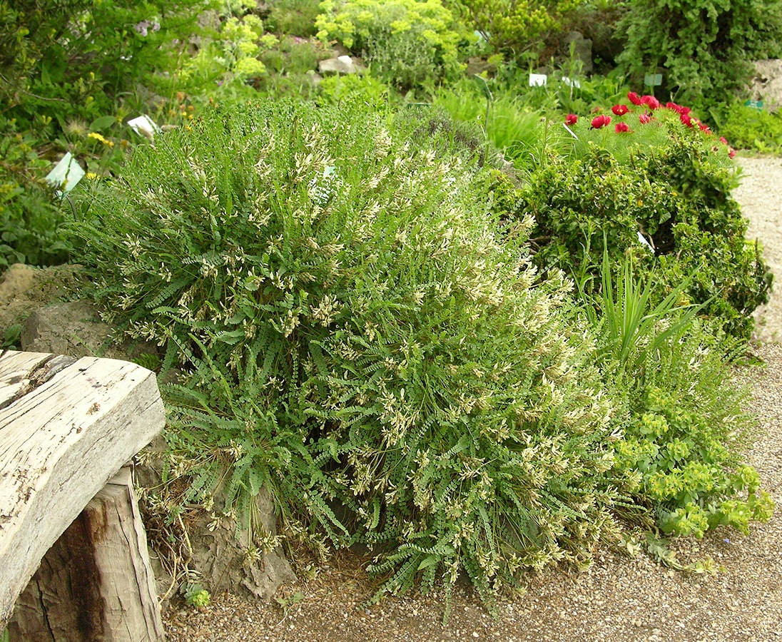 Image of Astragalus sanguinolentus specimen.