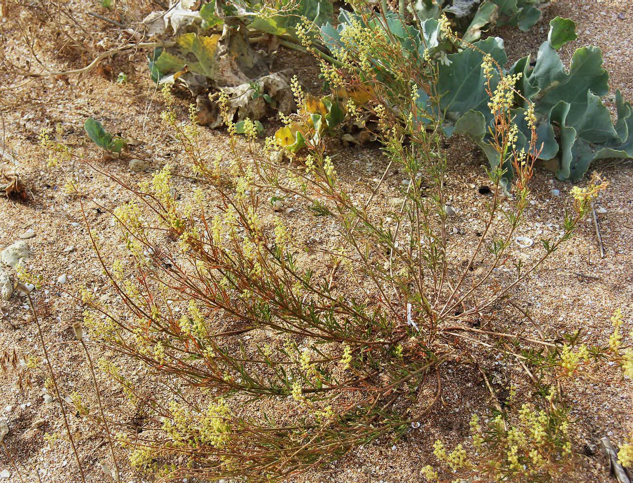 Изображение особи Reseda lutea.
