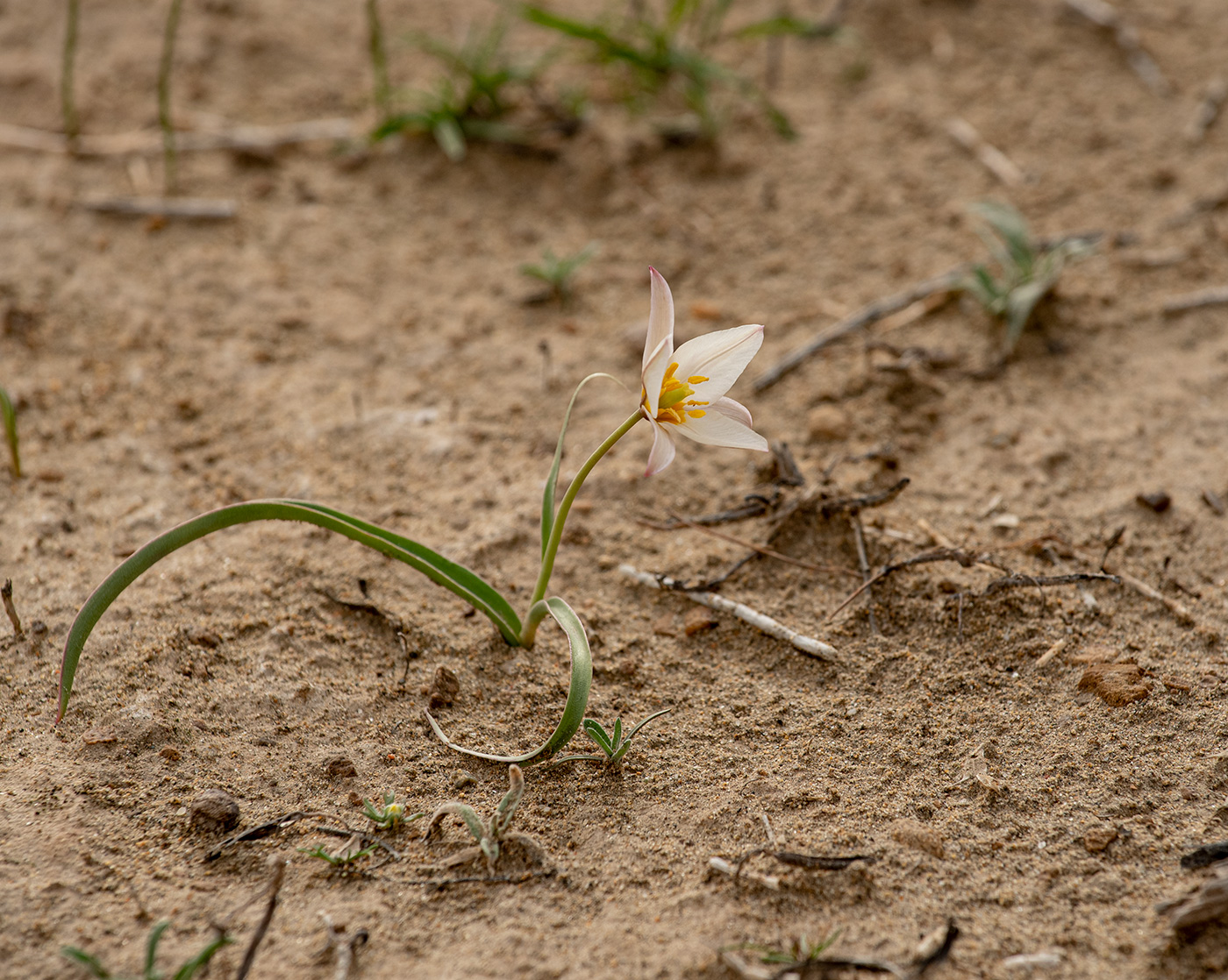 Изображение особи Tulipa sogdiana.