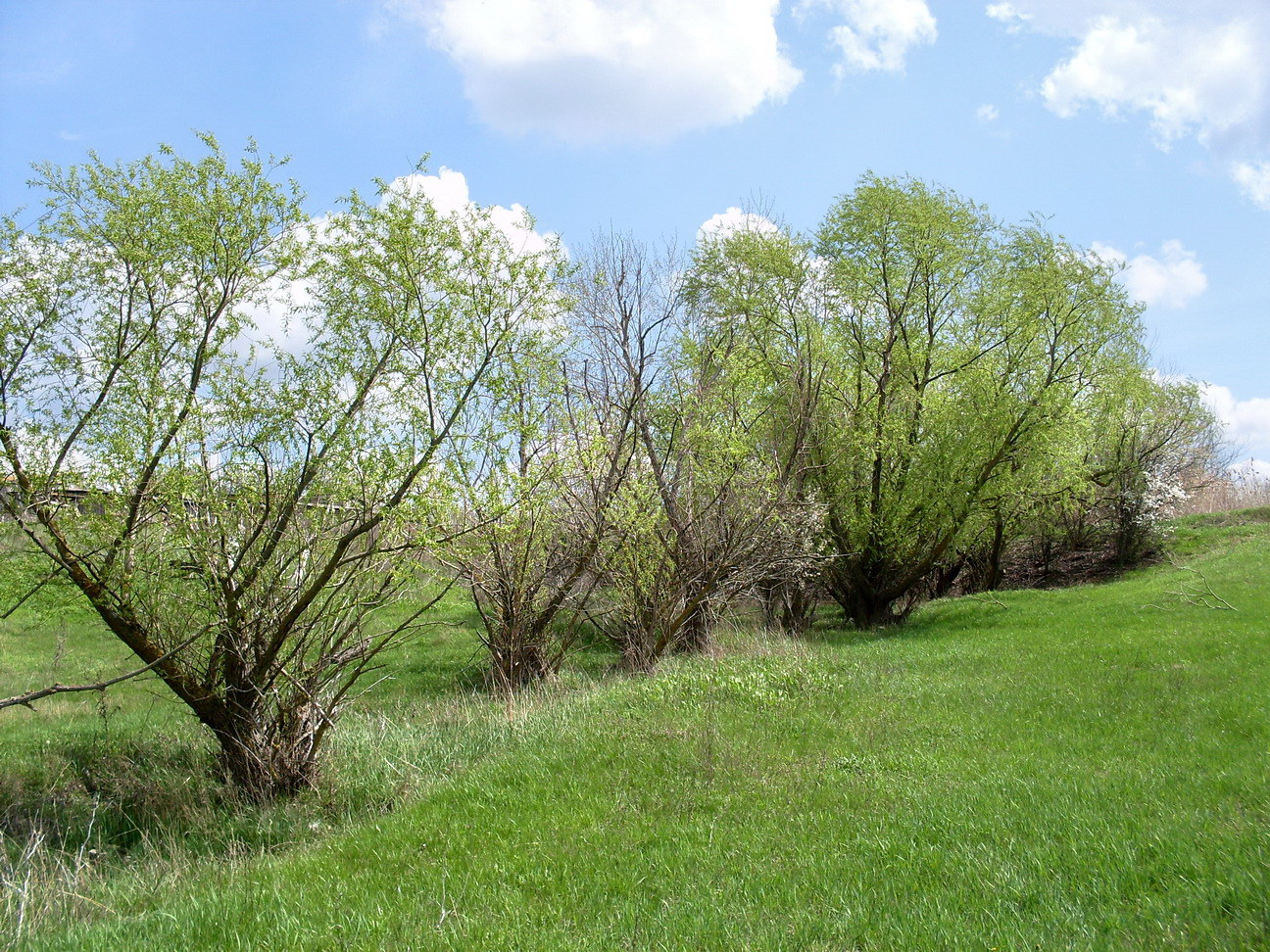 Image of genus Salix specimen.