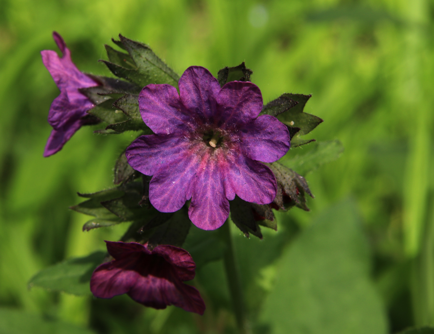 Изображение особи Pulmonaria obscura.