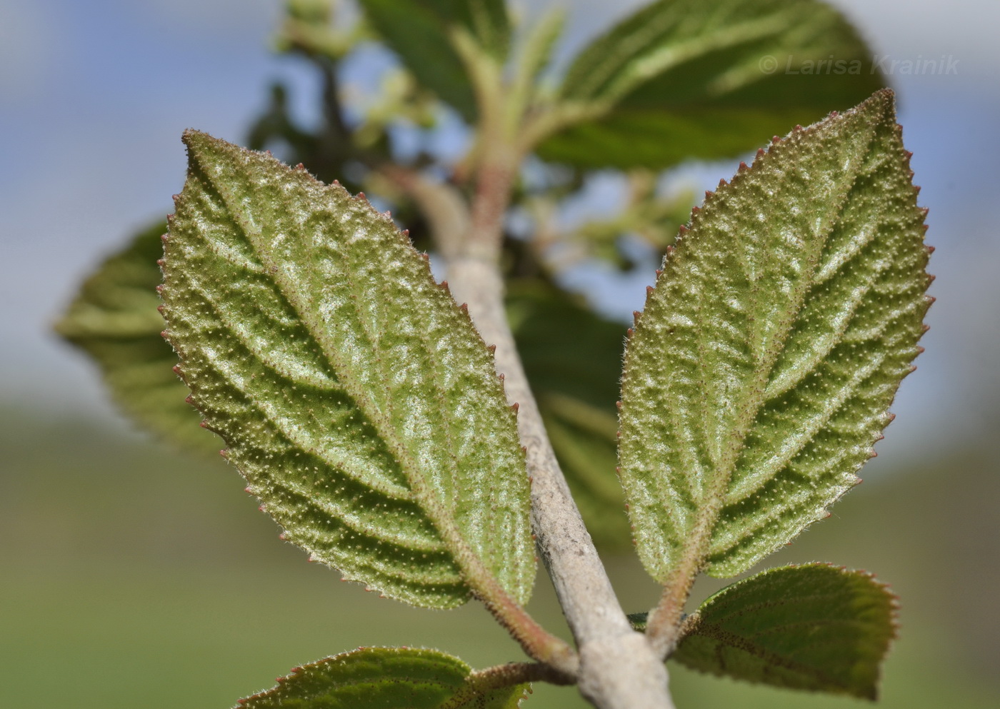 Image of Viburnum burejaeticum specimen.