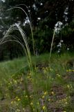 Stipa pennata