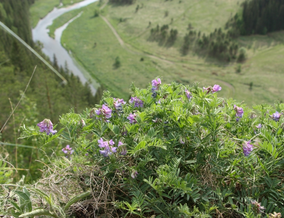 Image of Vicia uralensis specimen.