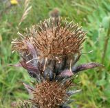 Saussurea baicalensis. Отцвётшее соцветие. Республика Алтай, Онгудайский р-н, субальпийский луг на скальном уступе, по склону сопки с ретранслятором рядом с Семинским перевалом. 03.08.2005.