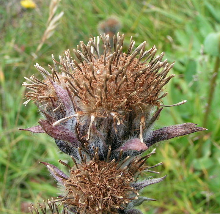 Image of Saussurea baicalensis specimen.