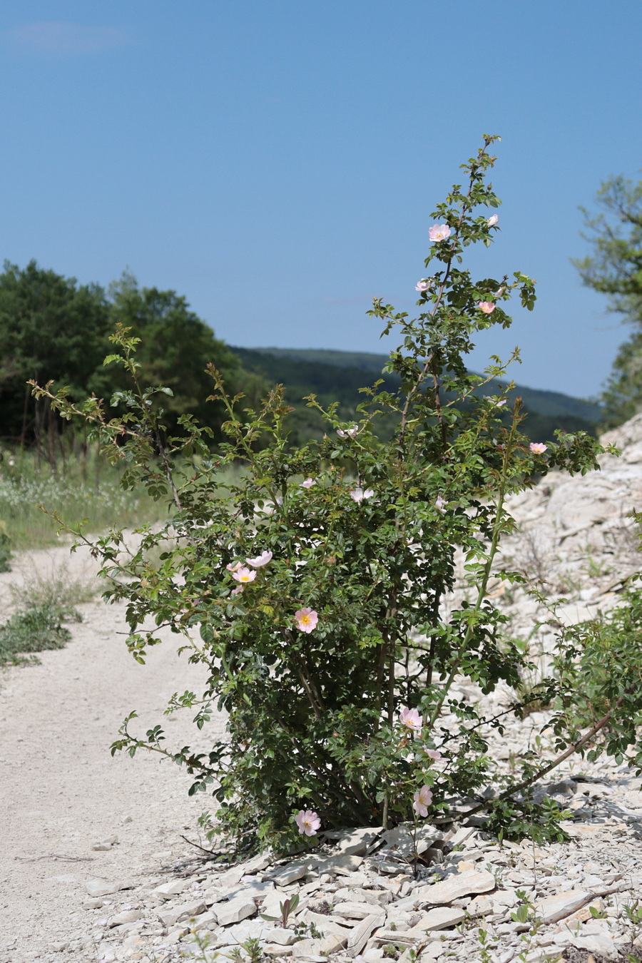 Image of Rosa balsamica specimen.