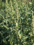 genus Amaranthus