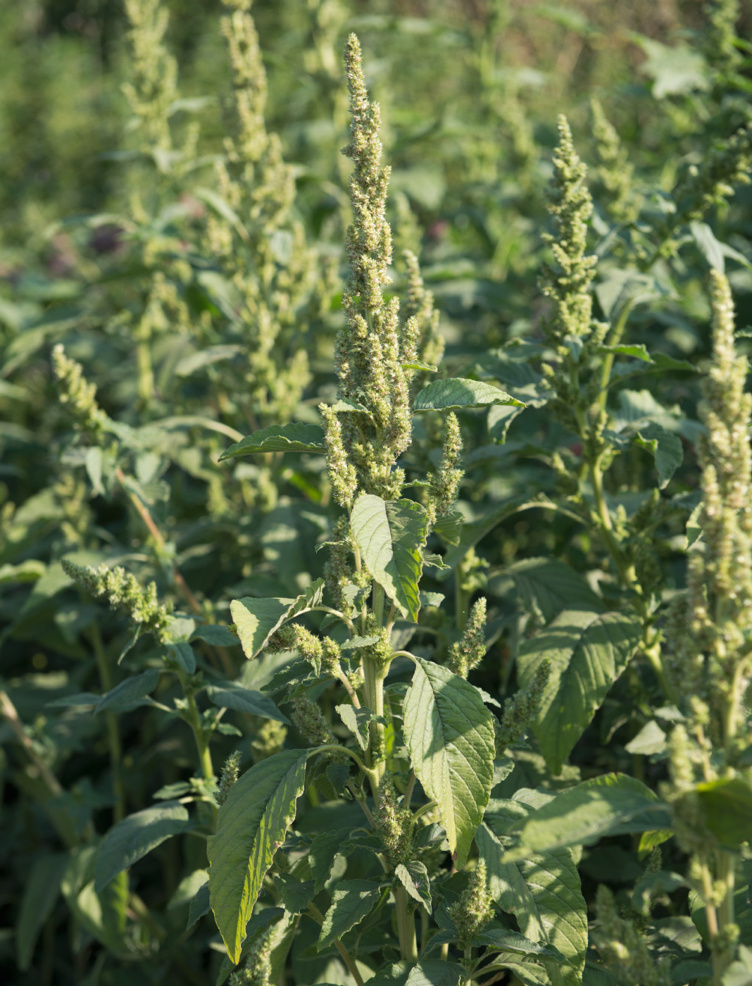 Изображение особи род Amaranthus.