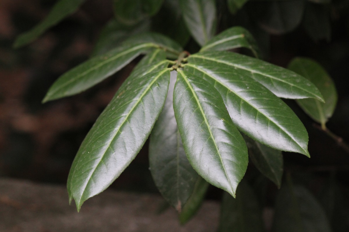 Image of Lauro-cerasus officinalis specimen.