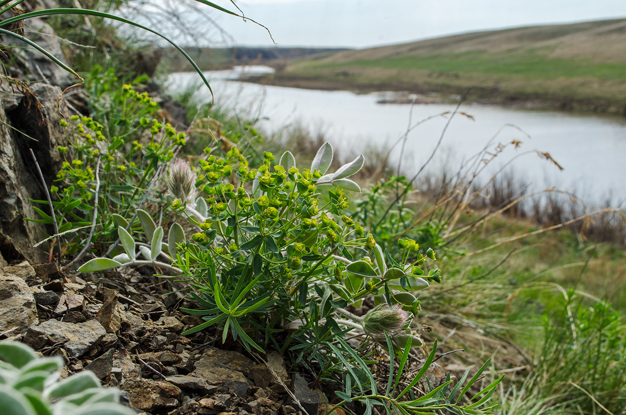 Image of genus Euphorbia specimen.