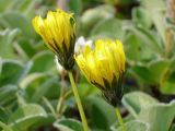 Taraxacum acricorne