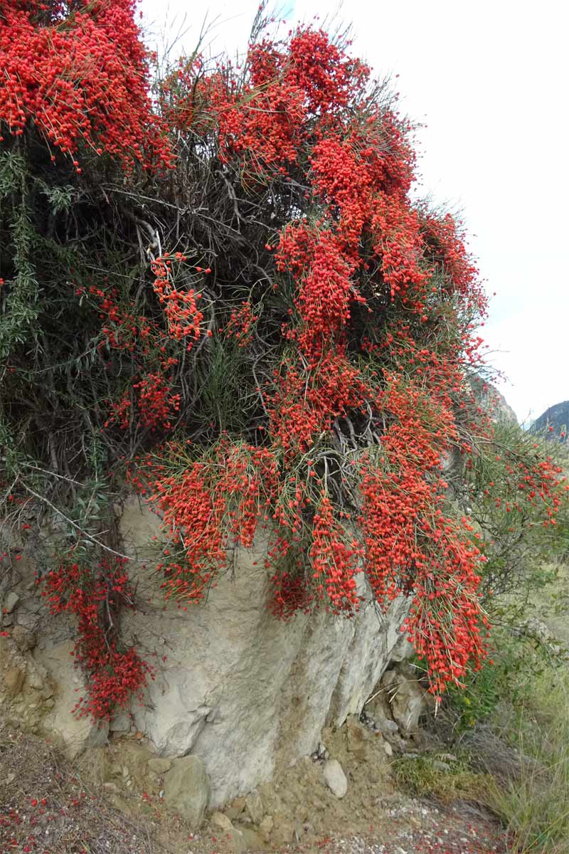 Image of Ephedra procera specimen.