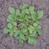 Potentilla norvegica. Вегетирующее растение. Пермский край, Оханский р-н, Тулумбаихинское сельское поселение, Кунчурихинский бор, часто затапливаемый песчаный берег. 25.09.2021.